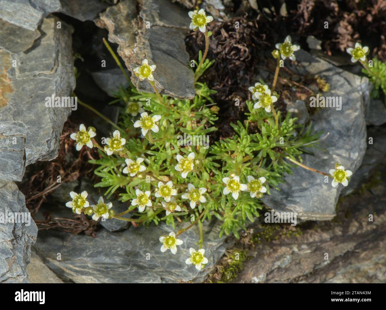 Musky Saxifrage, Saxifraga exarata ssp. moschata, in flower on acid rocks, Andorra. Stock Photo