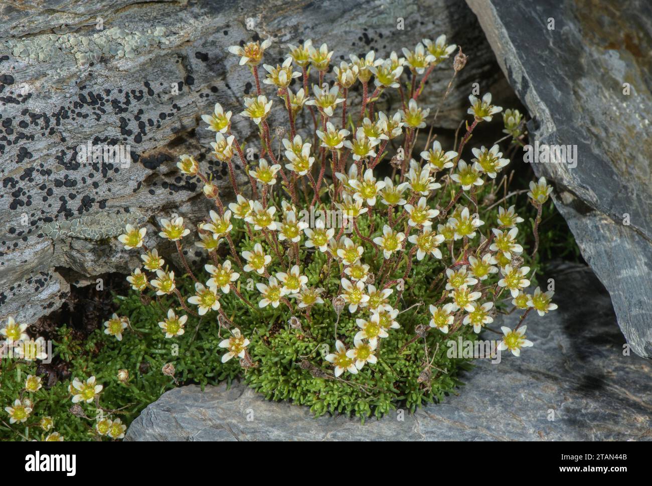 Musky Saxifrage, Saxifraga exarata ssp. moschata, in flower on acid rocks, Andorra. Stock Photo