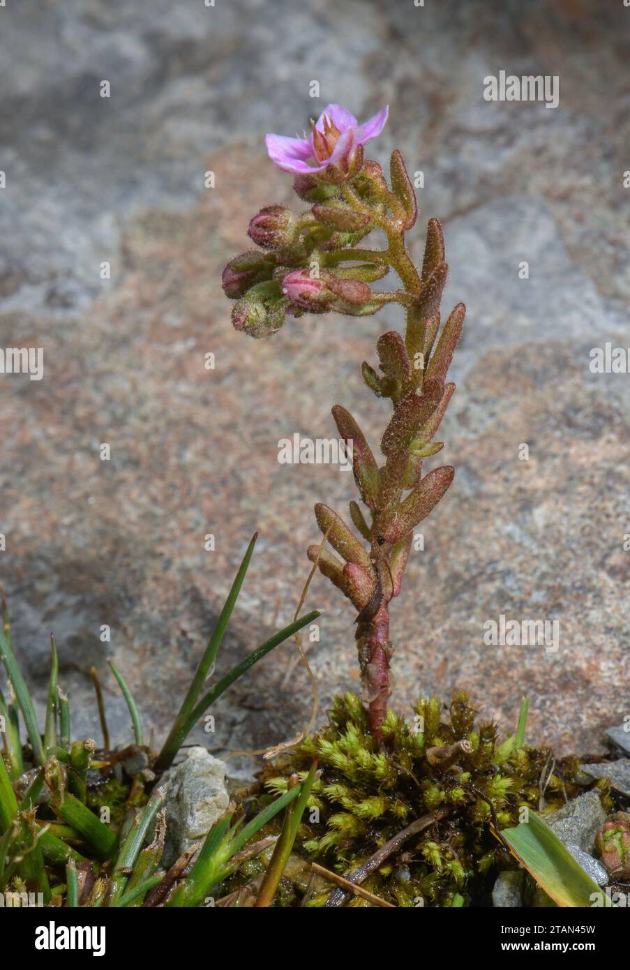 Hairy stonecrop, Sedum villosum, in flower in damp calcareous streamside flush. Rare in UK. Stock Photo