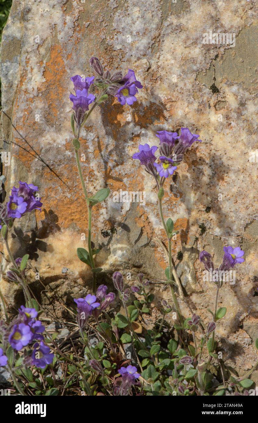Dwarf Snapdragon, Chaenorhinum origanifolium,in flower on rocky bank. Stock Photo