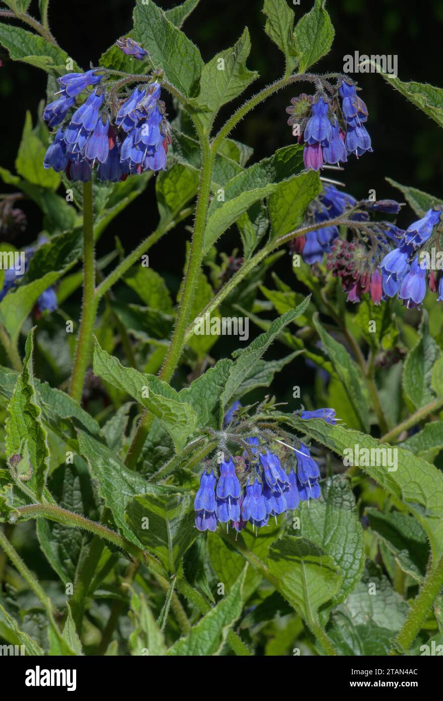 Caucasian comfrey, Symphytum caucasicum in flower Stock Photo
