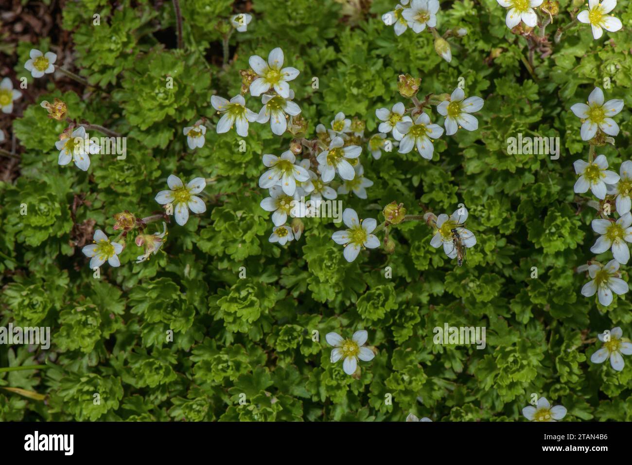 Neglected Saxifrage, Saxifraga praetermissa, in flower, Spanish Pyrenees. Stock Photo