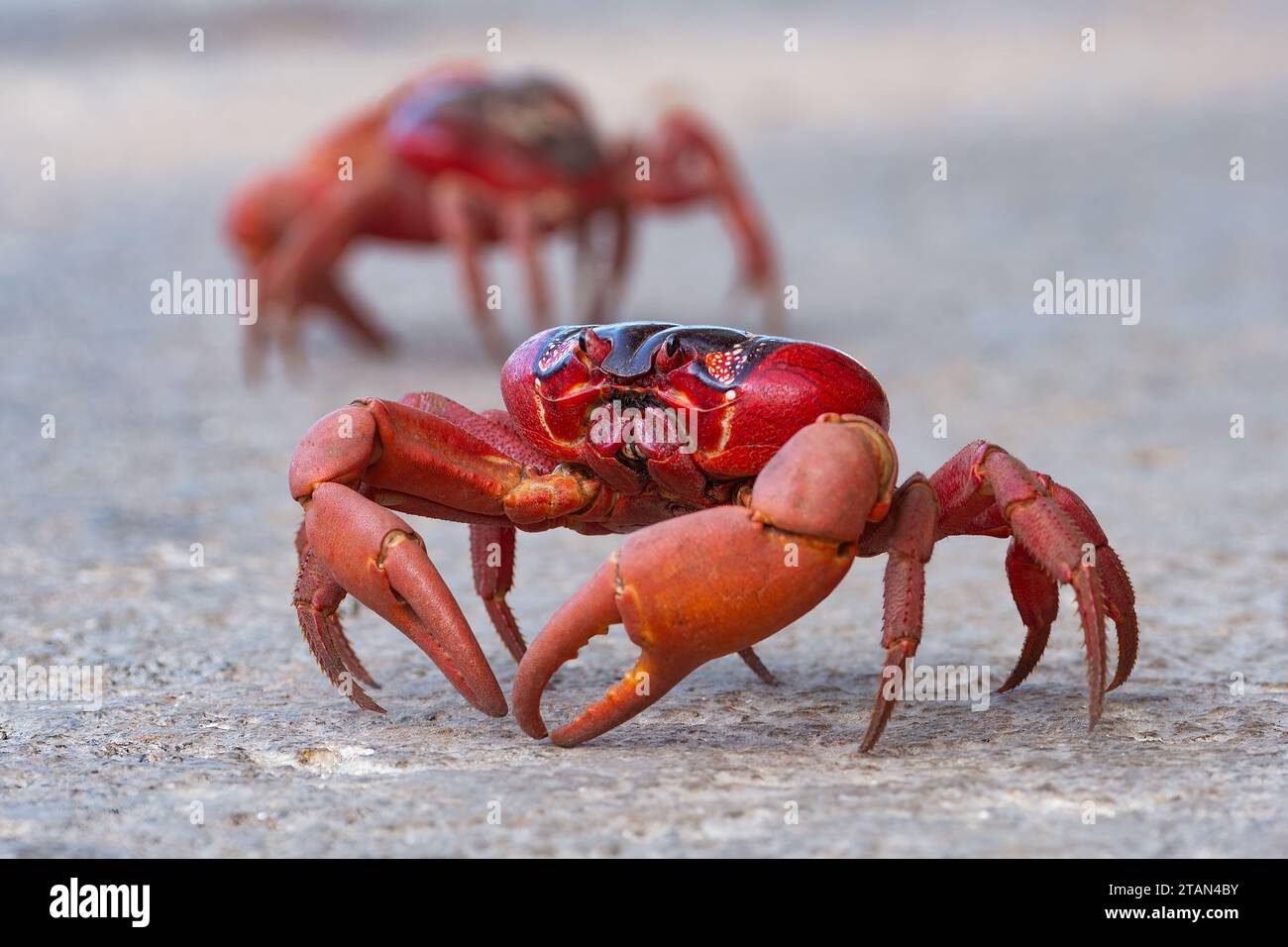 Red Crab (Gecarcoidea natalis) crossing the road during its annual migration, Christmas Island, Australia Stock Photo