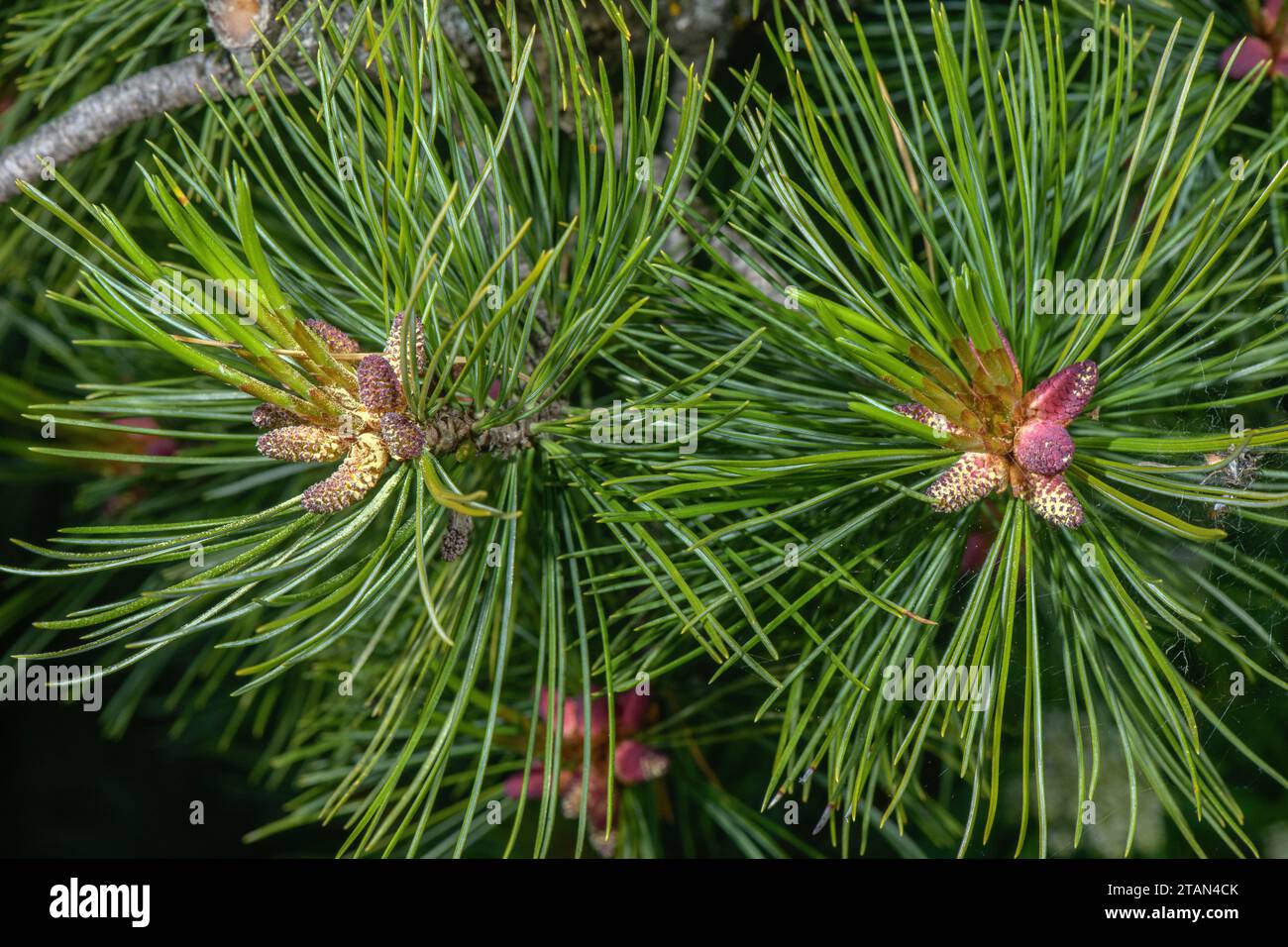 Male flowers of Arolla pine, Pinus cembra, in spring. Stock Photo