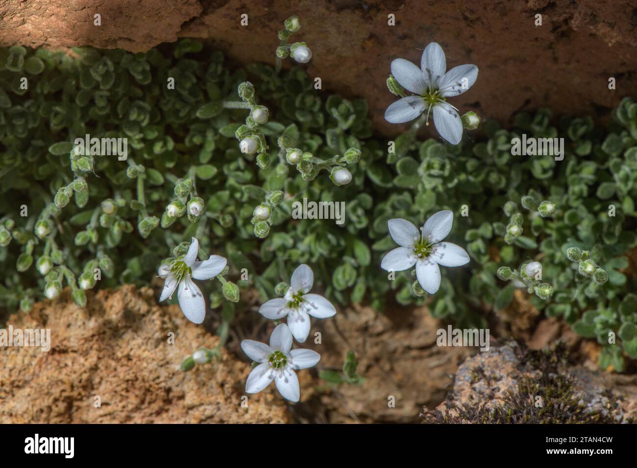 A sandwort, Arenaria cretica in flower, from the White Mountains of Crete. Stock Photo