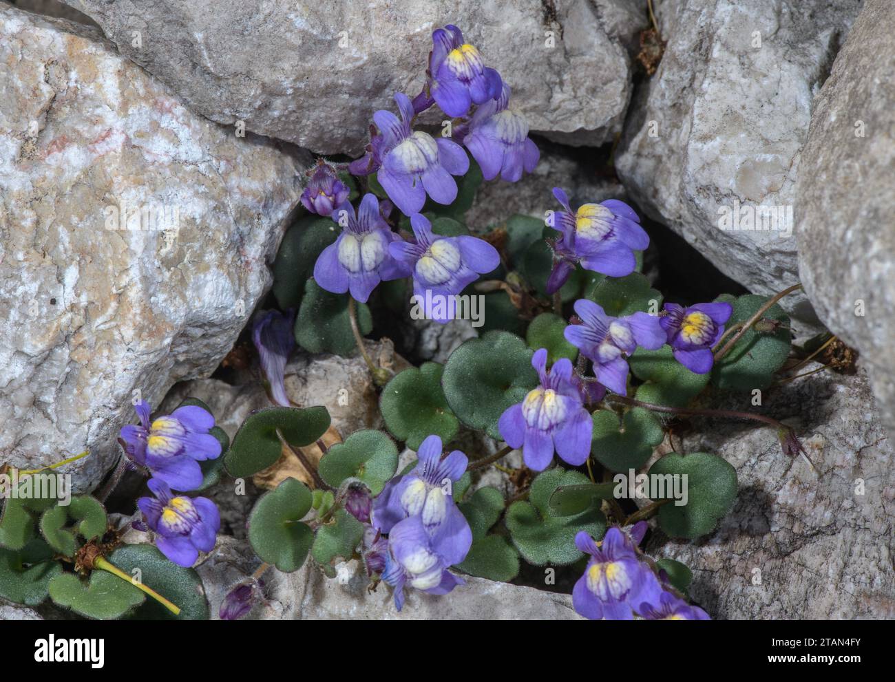 Italian Toadflax, Cymbalaria pallida in flower on limestone scree, Apennines, Italy. Stock Photo