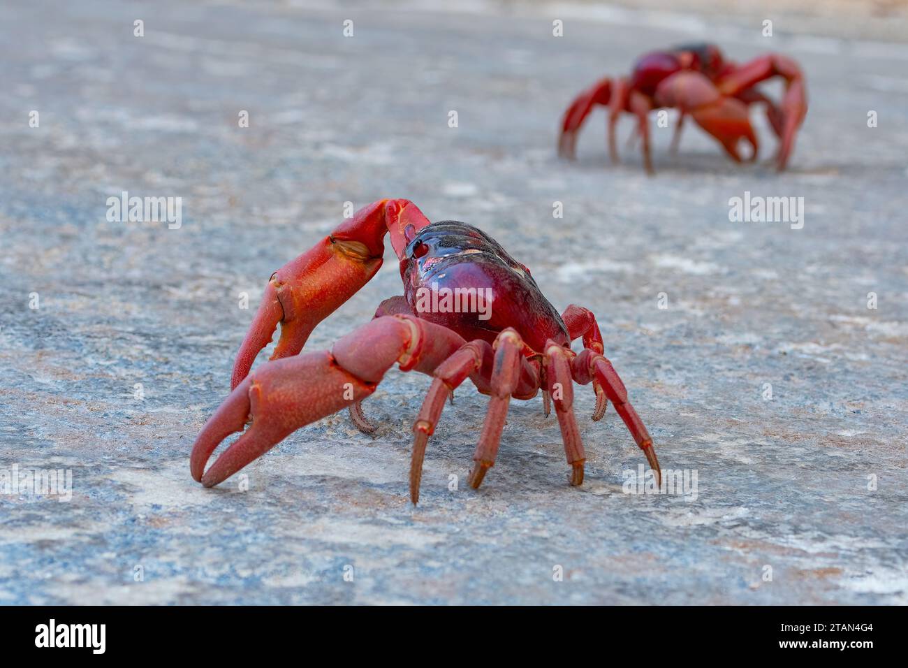 Red Crabs (Gecarcoidea natalis) on the move during their annual migration, Christmas Island, Australia Stock Photo