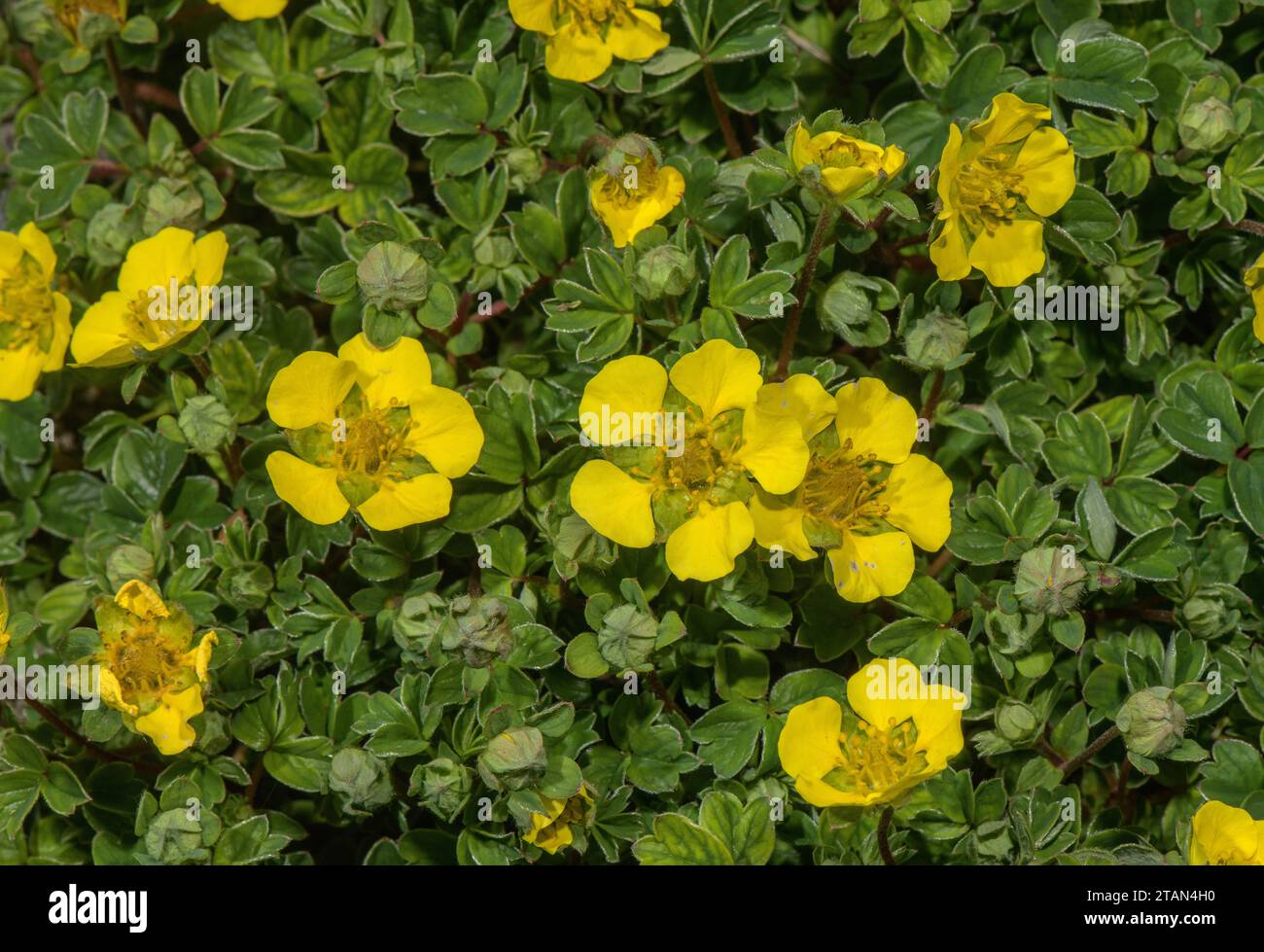 Potentilla ambigua in flower. Stock Photo