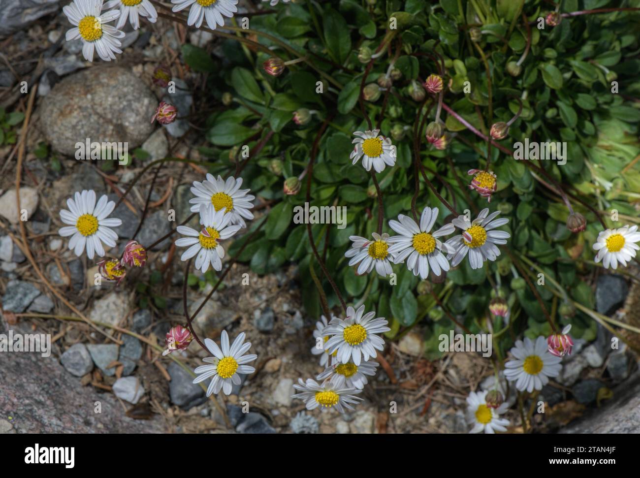 False Daisy, Bellium bellidioides, in flower; from Corsica and the Balearics. Stock Photo