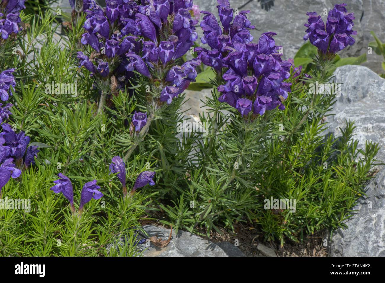 Austrian dragonhead, Dracocephalum austriacum in flower in the Alps. Stock Photo