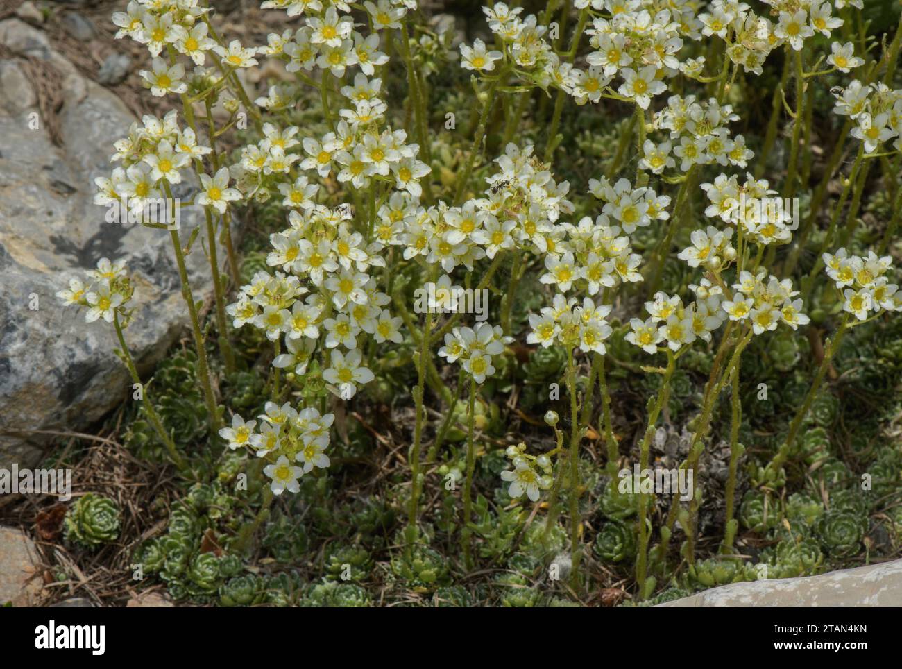 Spoon-leaved saxifrage, Saxifraga cochlearis in flower; maritime alps endemic. Stock Photo