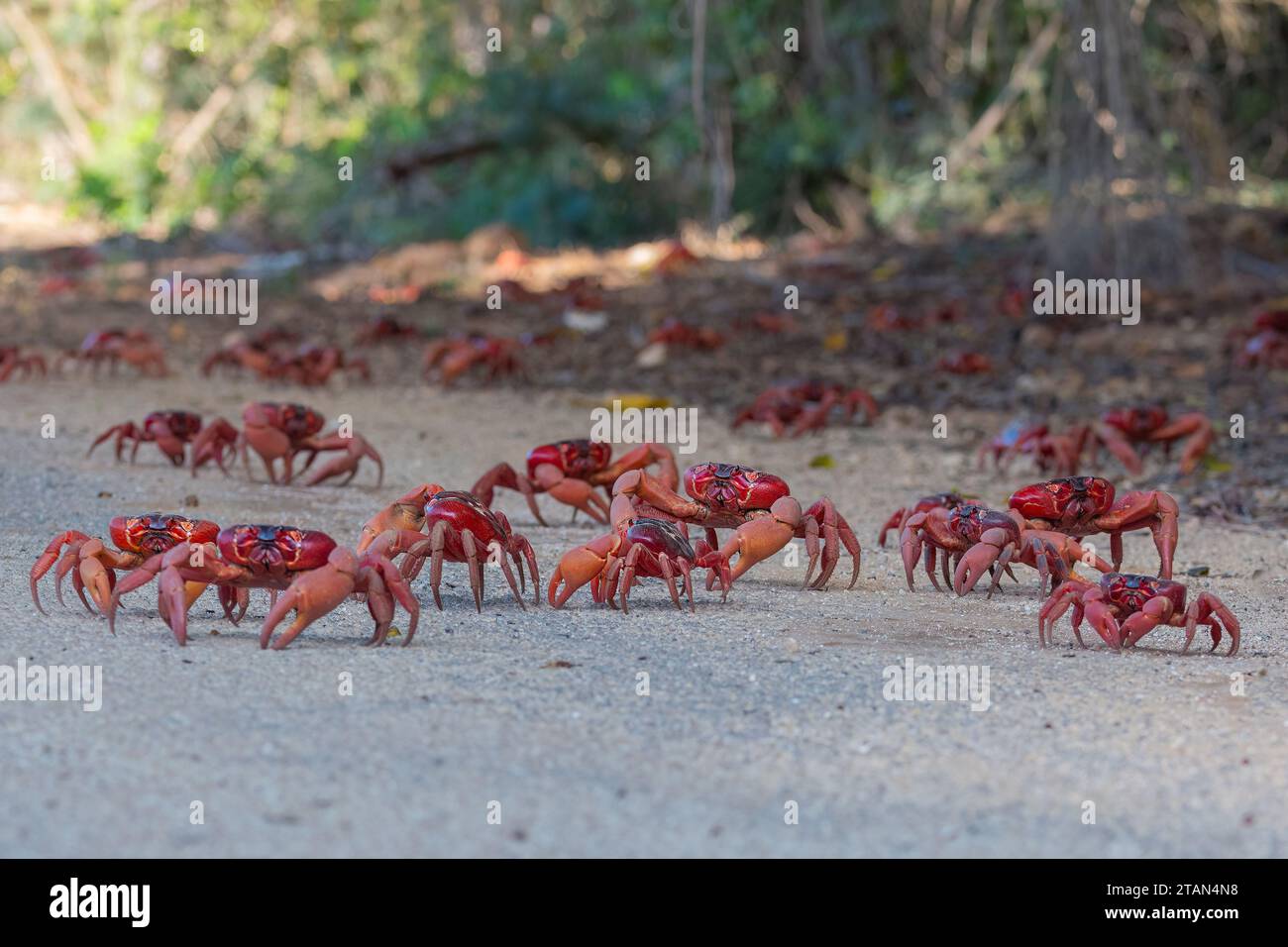 Red Crabs (Gecarcoidea natalis) on the move during their annual migration, Christmas Island, Australia Stock Photo