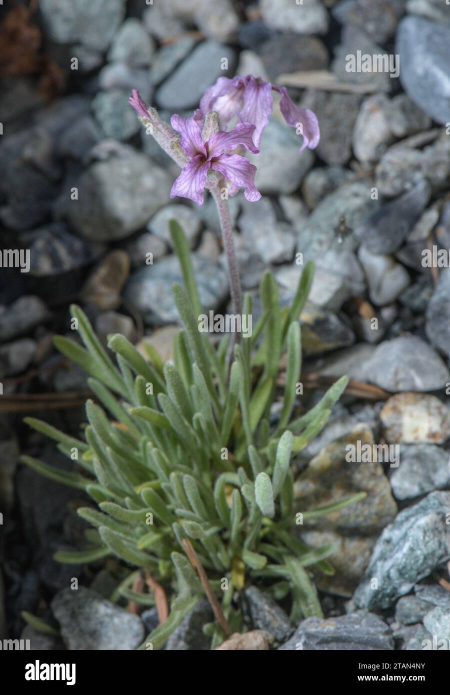 Sad Stock, Matthiola fruticulosa ssp. valesiaca (= Valais Stock, M. valesiaca) in flower in the italian Alps. Stock Photo