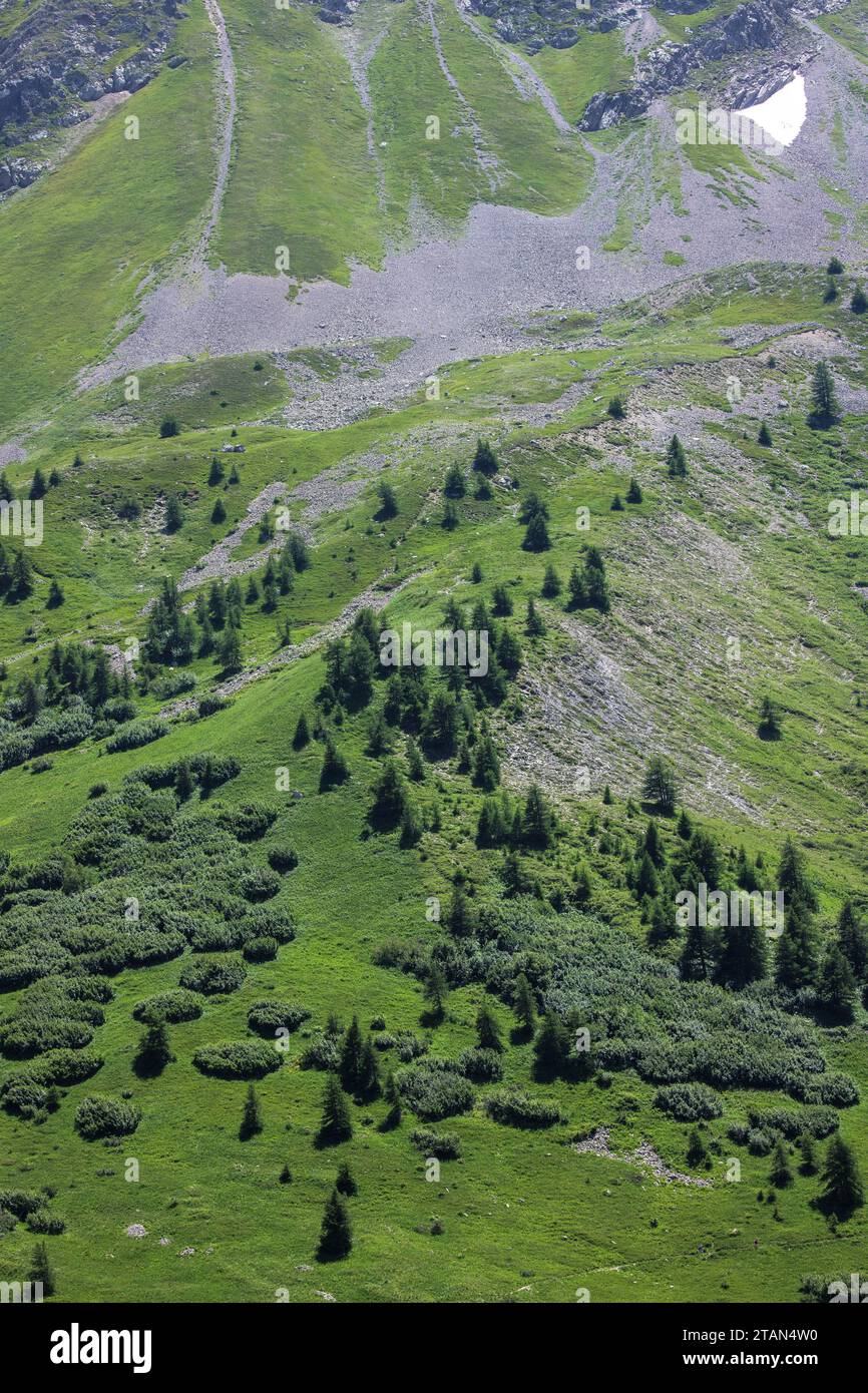 View at about 2200m on the Col du Lautaret, showing the tree-line in grazed alpine grassland. Stock Photo