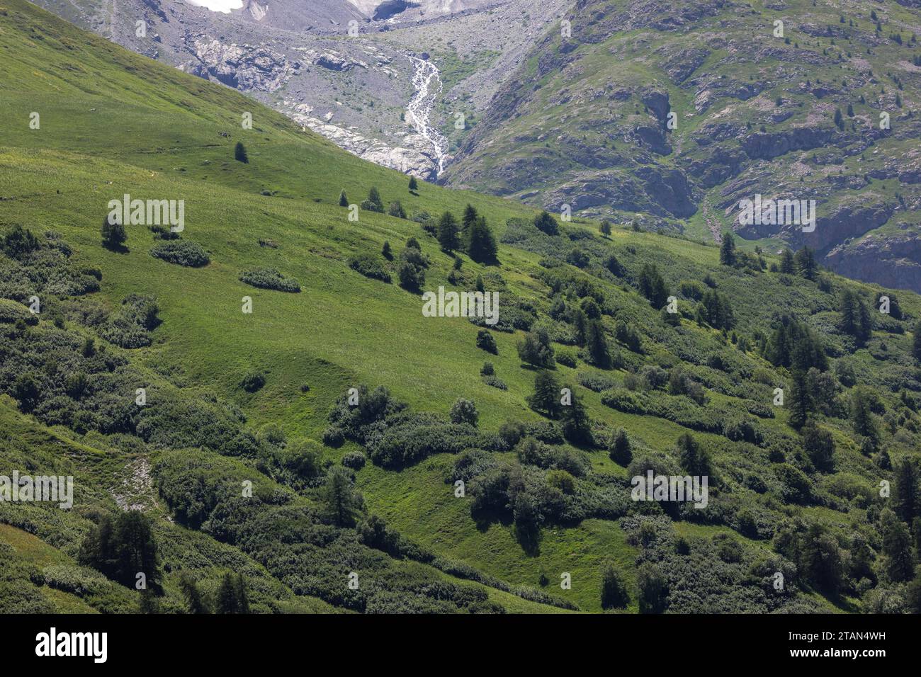 View at about 2200m on the Col du Lautaret, showing the tree-line in grazed alpine grassland. Stock Photo