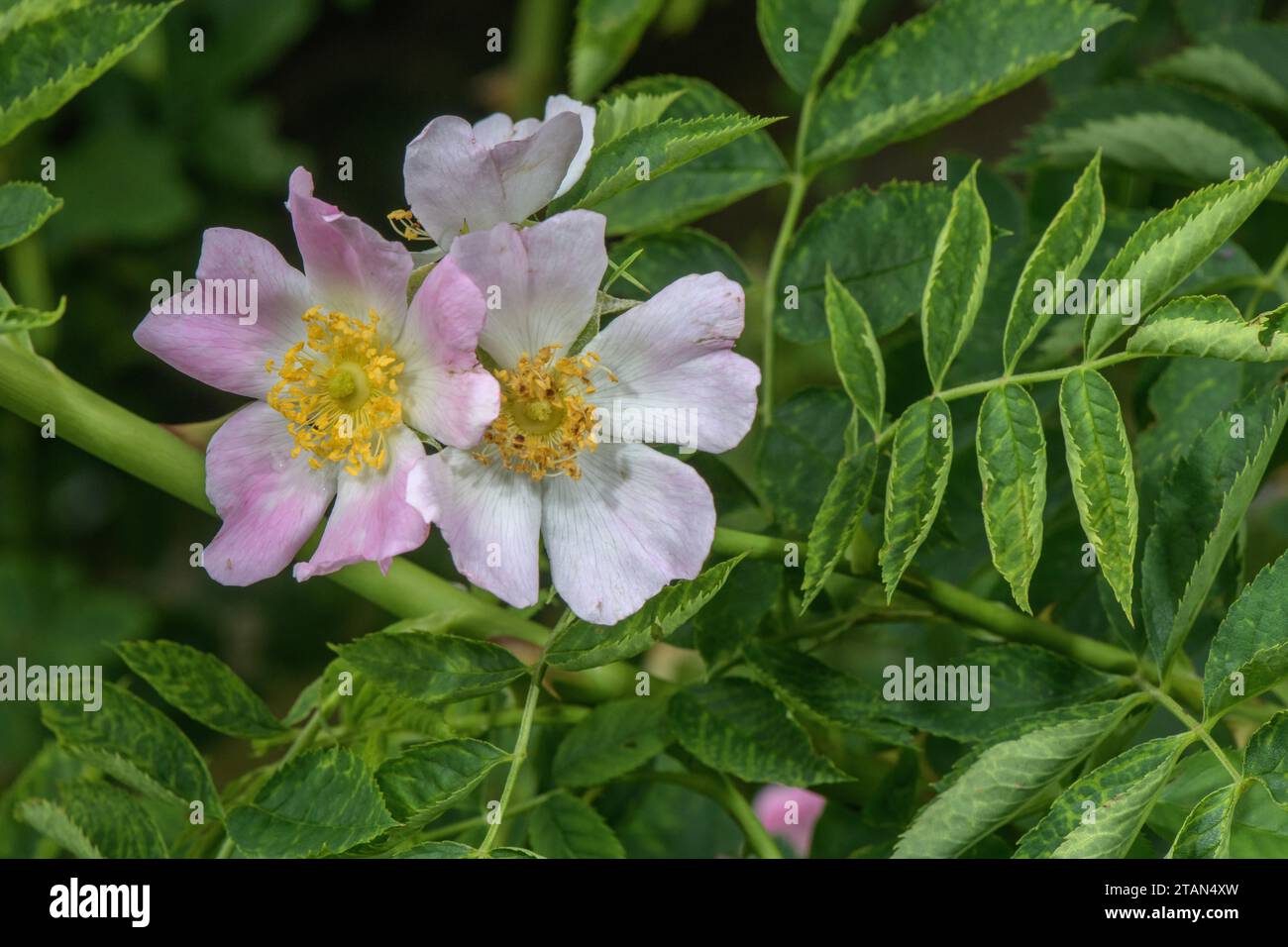 Glaucous dog rose, Rosa dumalis in flower in the Italian Alps. Stock Photo