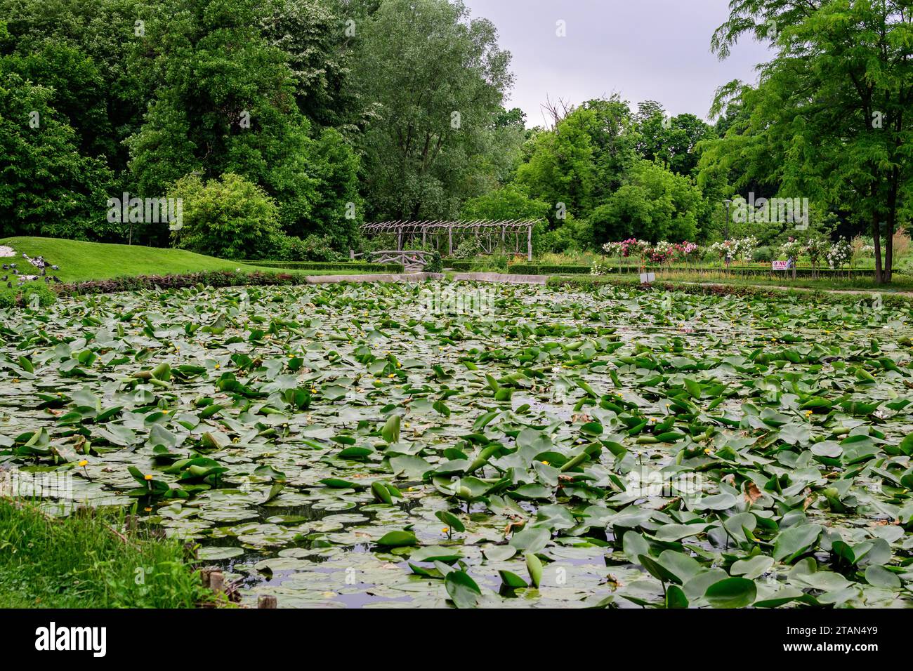 Vivid landscape in Alexandru Buia Botanical Garden from Craiova in Dolj county, Romania, with lake, waterlillies and large green tres in a beautiful s Stock Photo