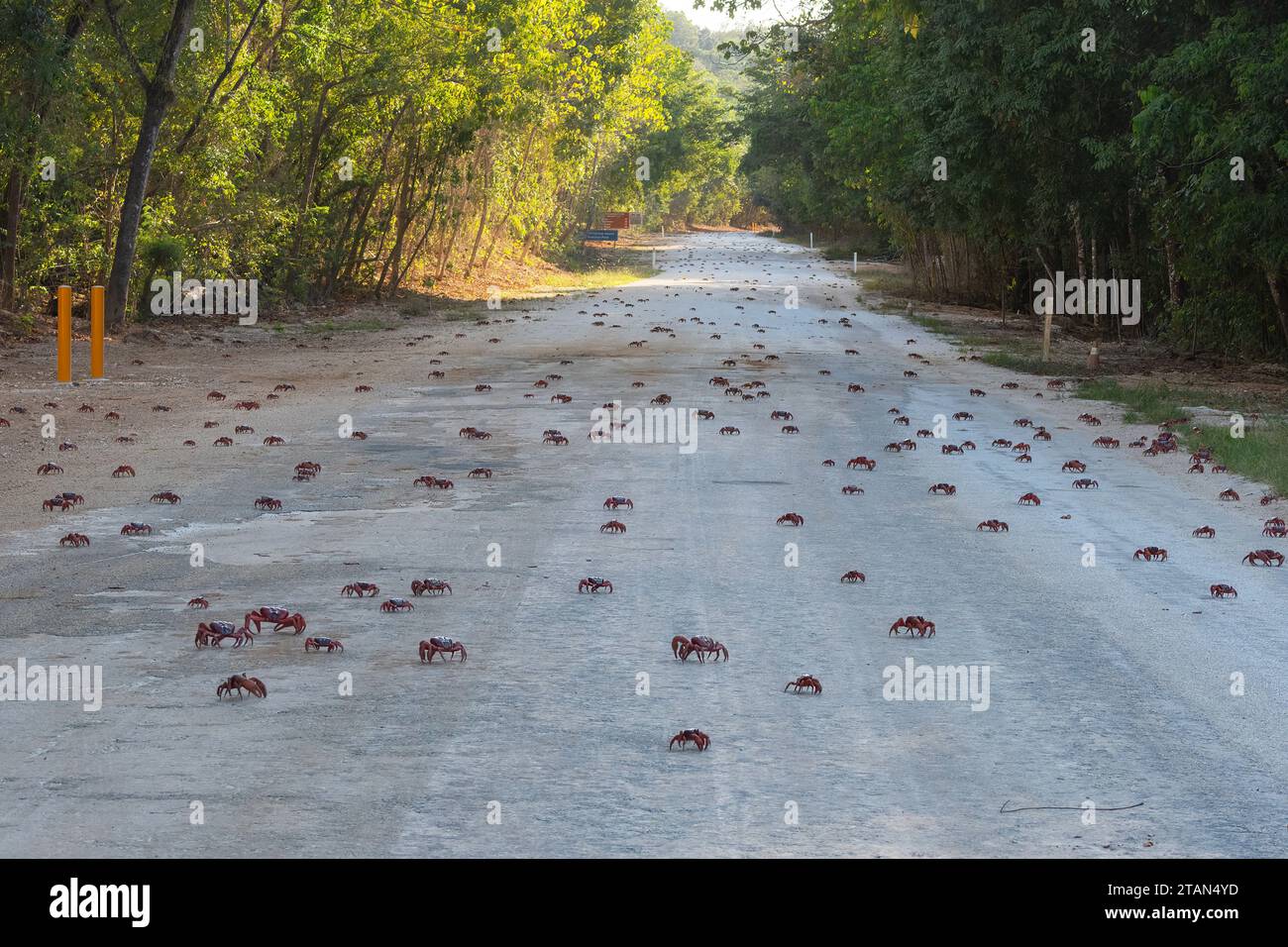 Red Crabs (Gecarcoidea natalis) crossing the road during their annual migration, Christmas Island, Australia Stock Photo