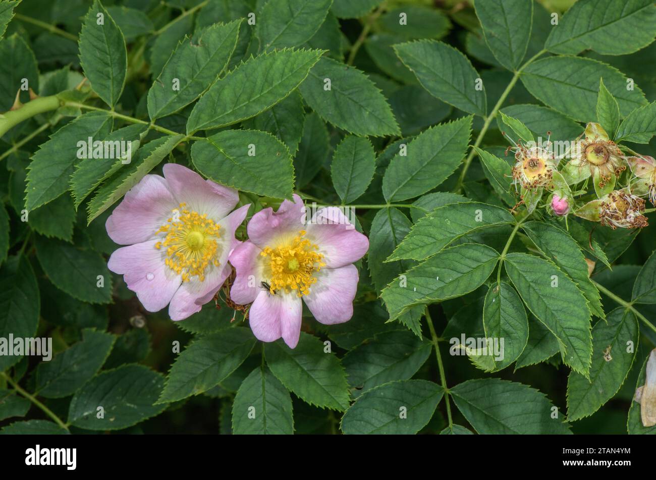 Glaucous dog rose, Rosa dumalis in flower in the Italian Alps. Stock Photo