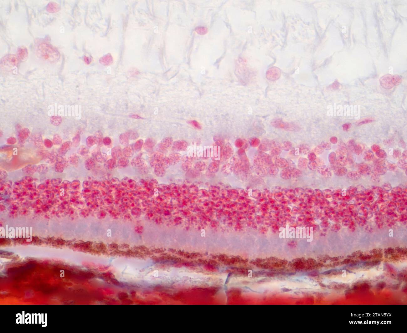 Human retina tissue, light micrograph Stock Photo
