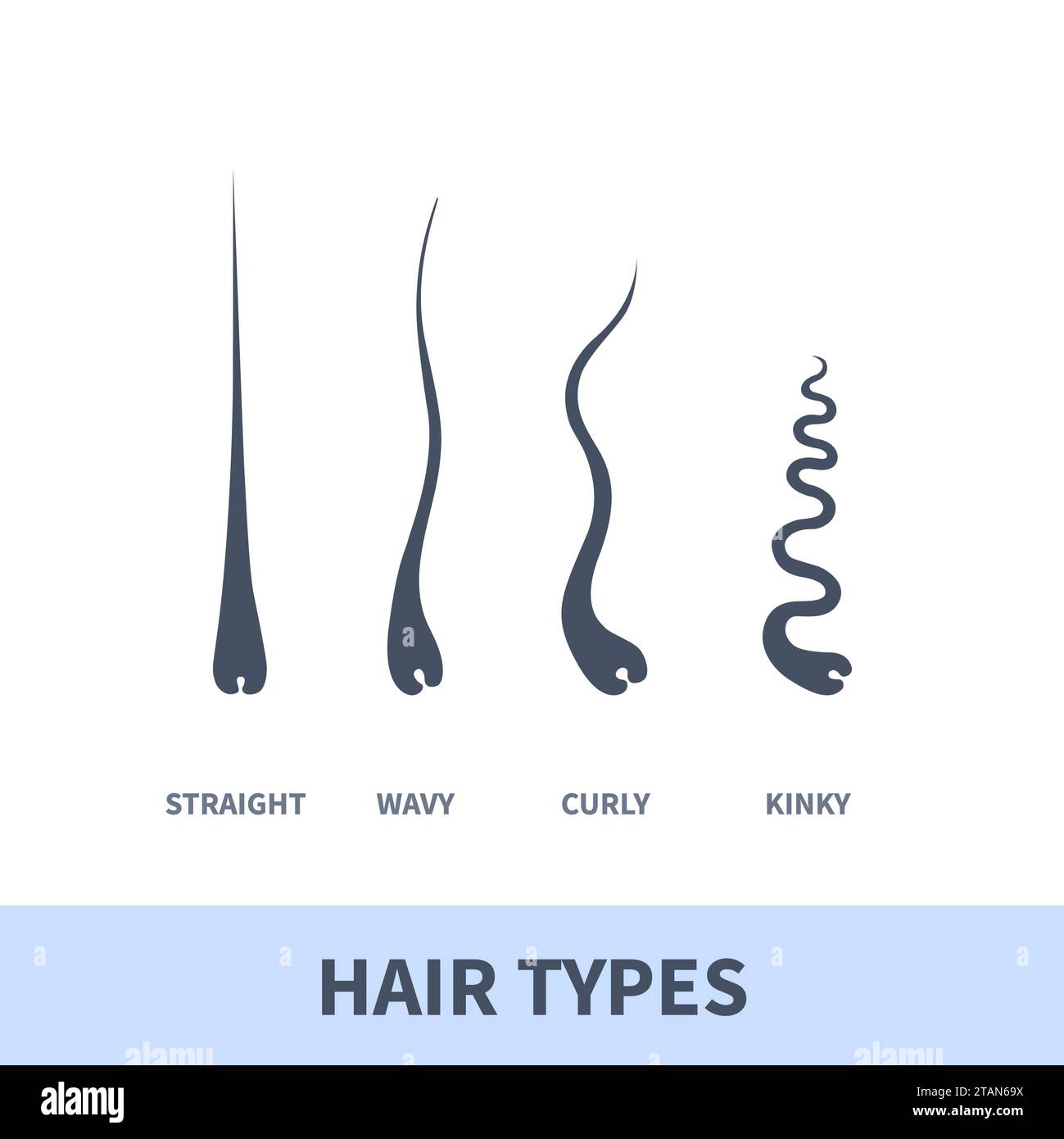 Hair types, conceptual illustration Stock Photo Alamy