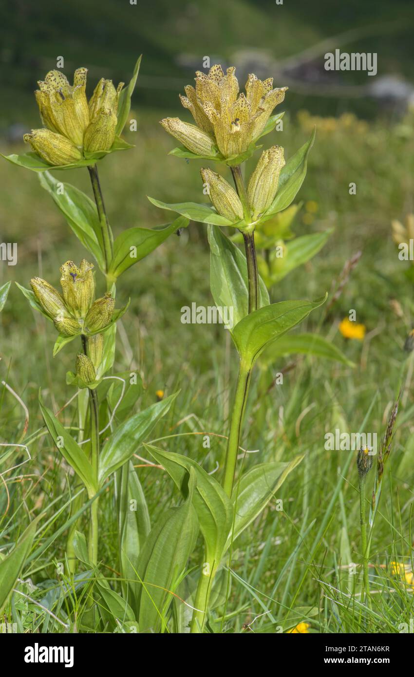 Spotted Gentian, Gentiana punctata in flower in high grassland in the Dolomites. Stock Photo