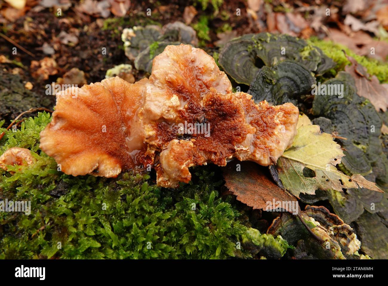Detailed closeup on a rusty brown form of the Singer - Blushing Rosette, Abortiporus biennis growing on a dead tree stump Stock Photo