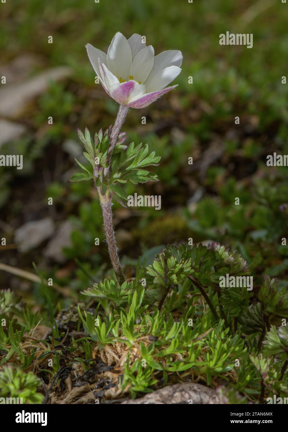 Monte Baldo Anemone, Anemone baldensis in flower in high limestone grassland, Italy. Stock Photo