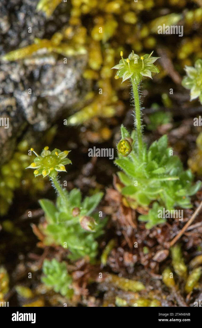 Eastern Saxifrage, Saxifraga sedoides in flower in the Dolomites. Stock Photo