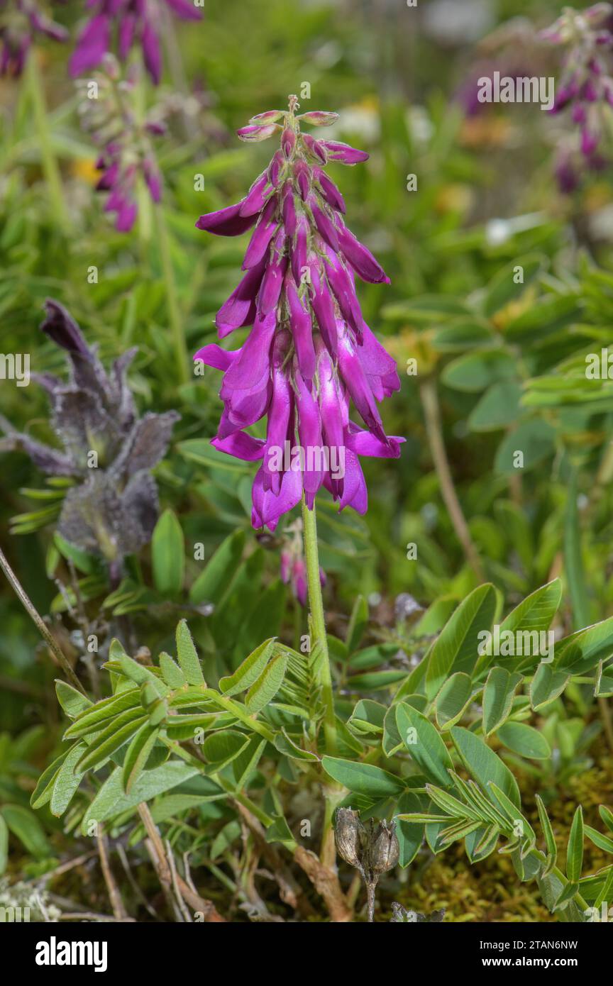 Alpine Sainfoin, Hedysarum hedysaroides in flower in high pasture. Stock Photo