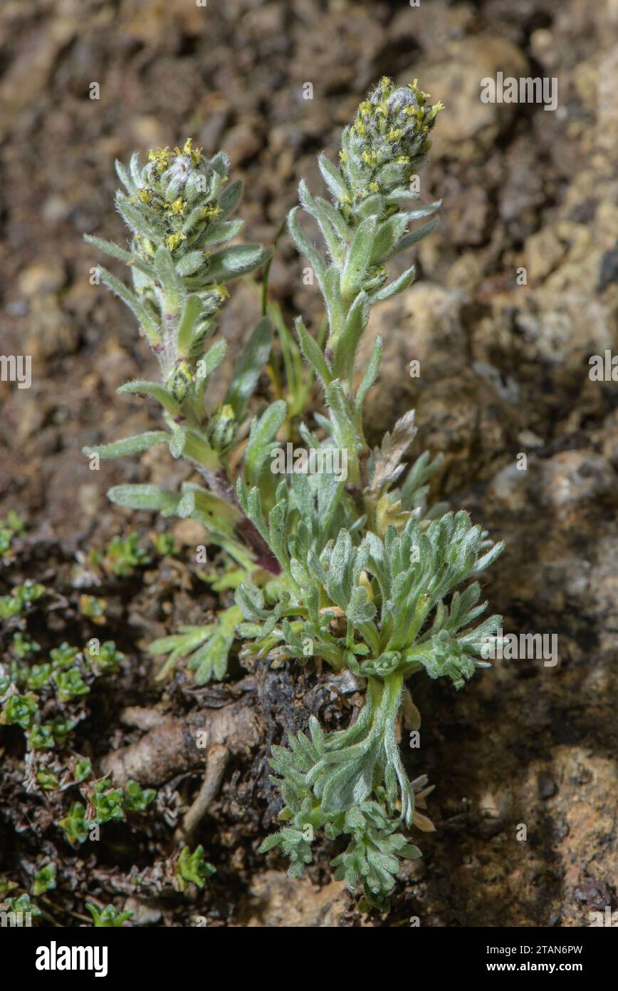 Genipi or Black Wormwood, Artemisia genipi, in flower in high rocky pasture, Dolomites. Stock Photo
