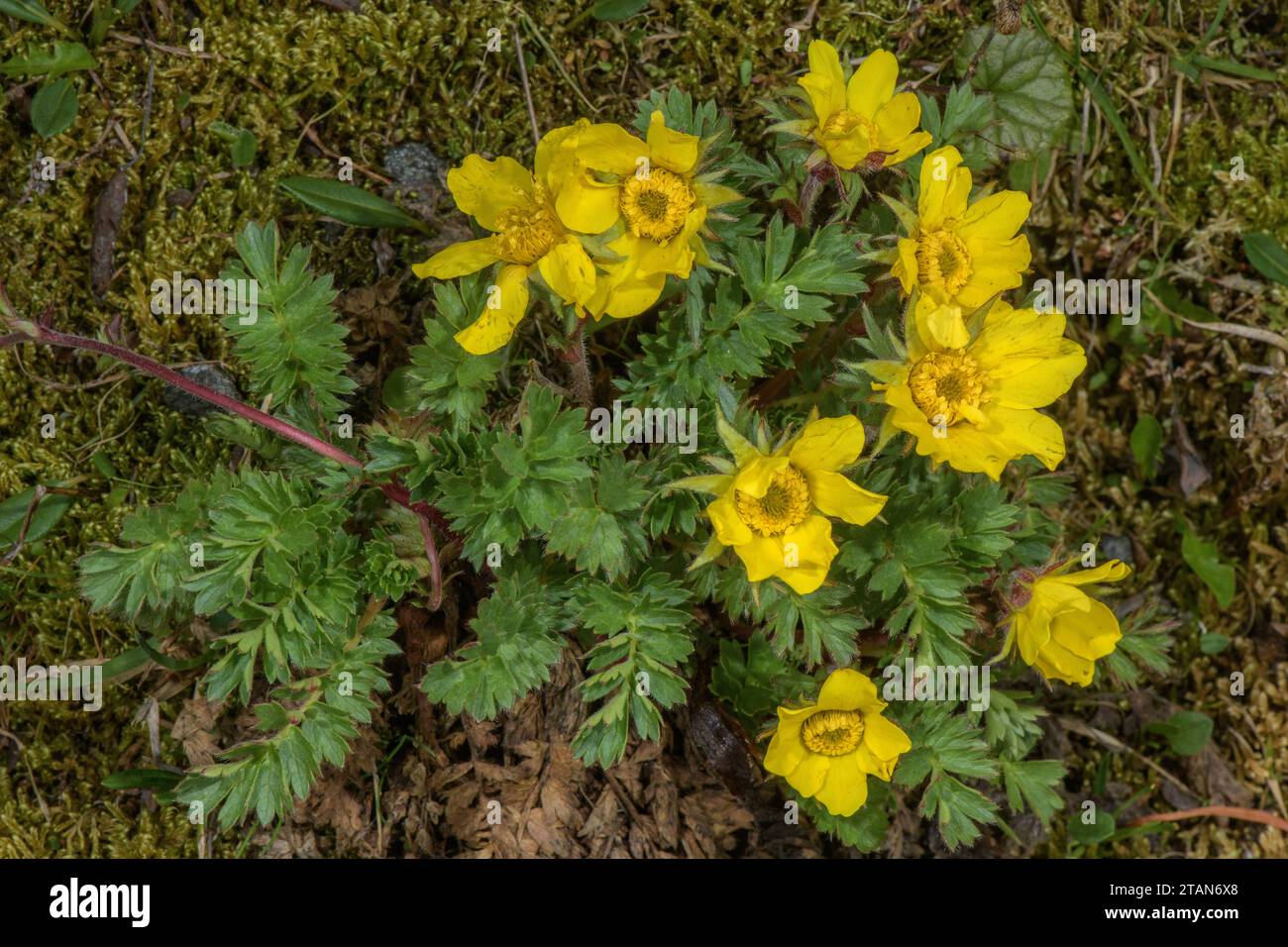 Creeping Avens, Geum reptans in flower high in the Dolomites. Stock Photo