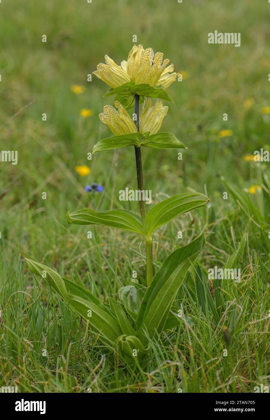 Spotted Gentian, Gentiana punctata in flower in high grassland in the Dolomites. Stock Photo