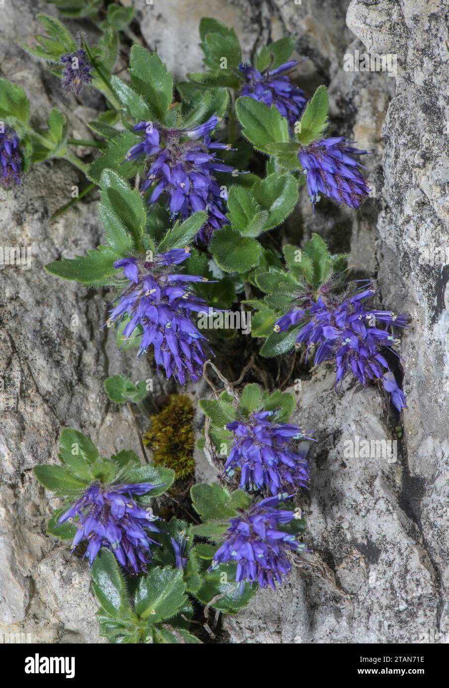 Bluish paederota, Veronica bonarota in flower on limestone cliff, Monte Baldo, Italy. Stock Photo
