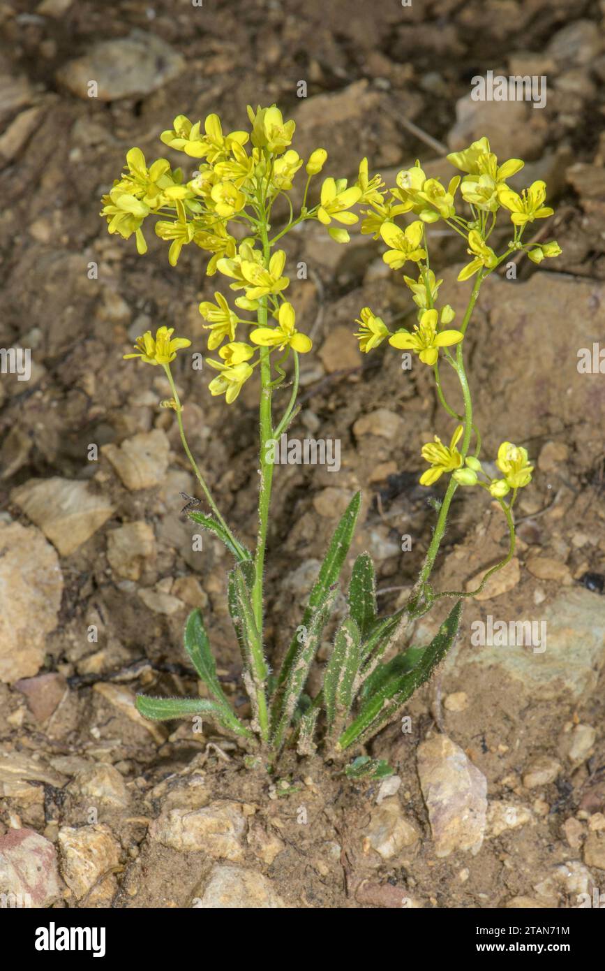 Buckler Mustard, Biscutella laevigata in flower in the Dolomites. Stock Photo