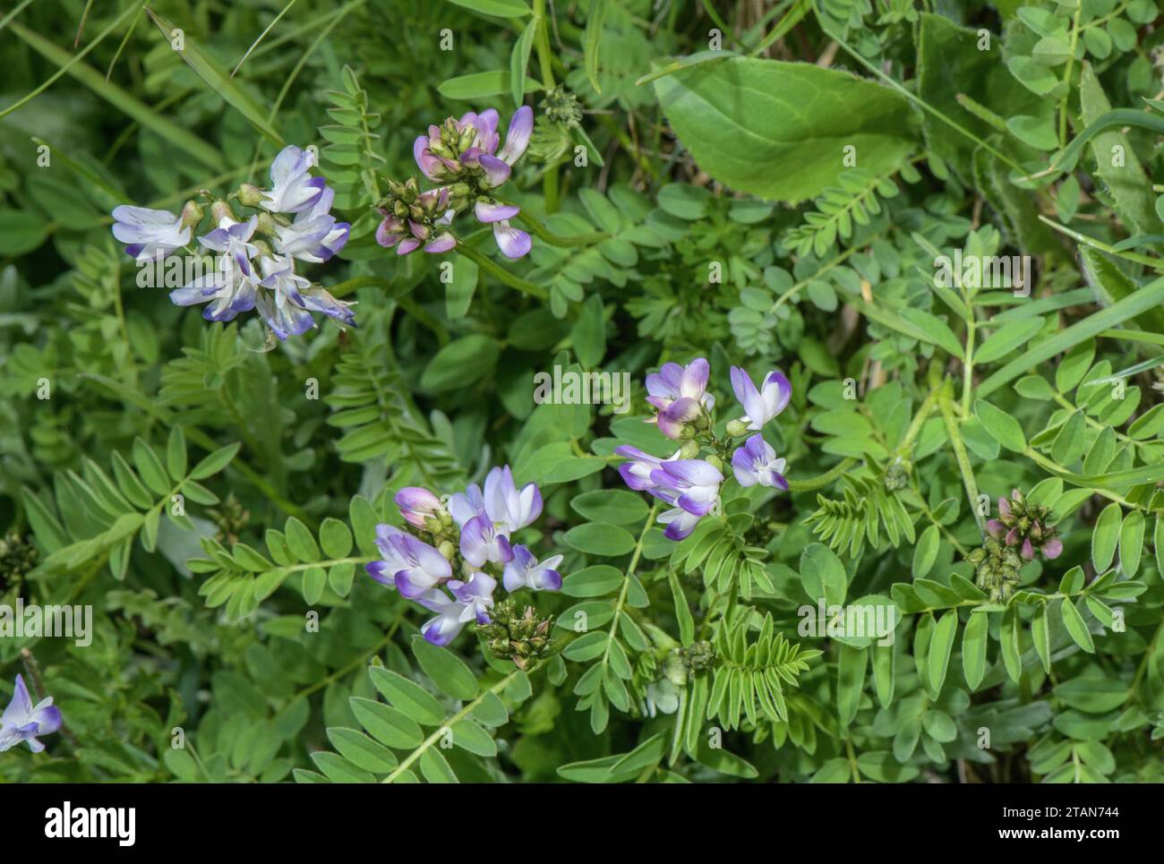 Alpine milk-vetch, Astragalus alpinus in flower in high pasture, Dolomites. Stock Photo