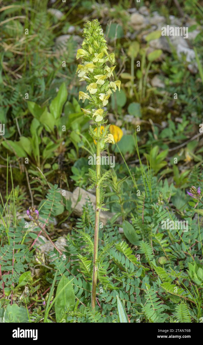 A lousewort, Pedicularis elongata in flower in mountain grassland, Dolomites. Stock Photo