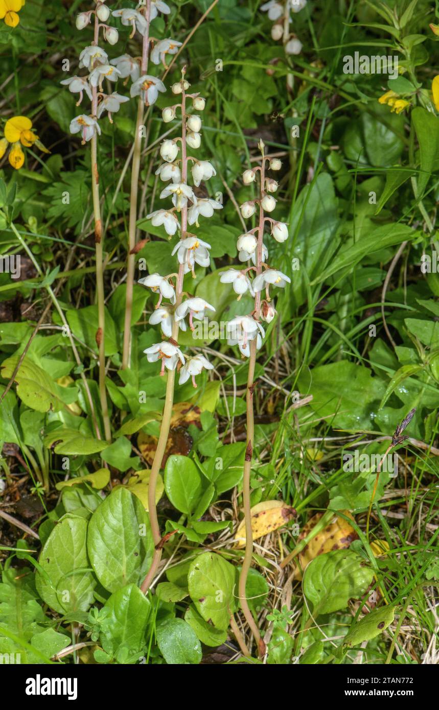 Pyrola rotundifolia hi-res stock photography and images - Alamy
