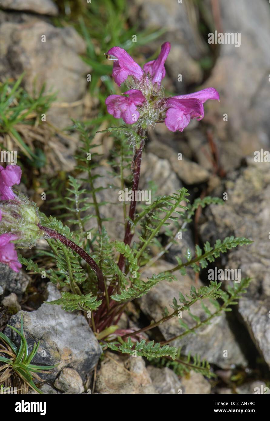 Pink Lousewort, in its eastern Alps form - Pedicularis rosea ssp. rosea, in flower in the Dolomites. Stock Photo