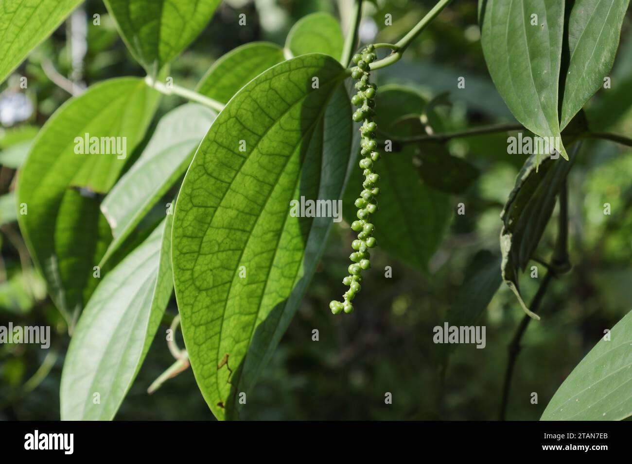 View of an immature Black pepper spike with the green colored fruits (Piper nigrum) is hanging from a vine stem Stock Photo