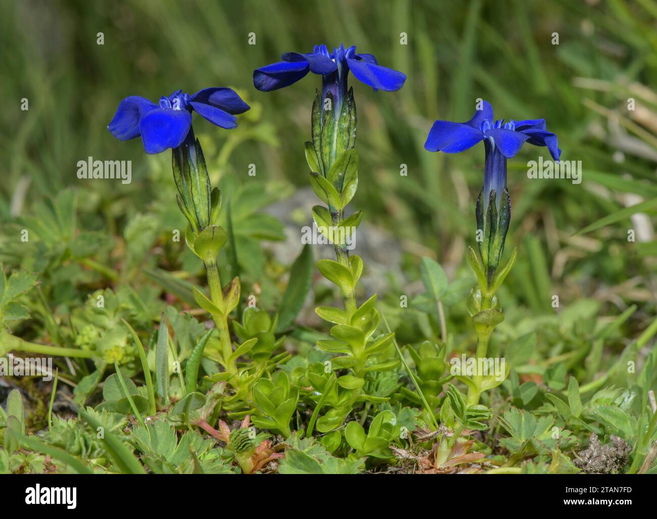 Bavarian Gentian, Gentiana bavarica, in flower in damp pastures at 2200m, eastern Swiss Alps. Stock Photo