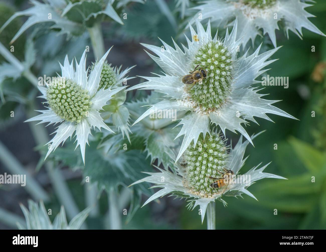 Silver Sea-Holly, Eryngium spinalba in flower in the south-western Alps. Stock Photo