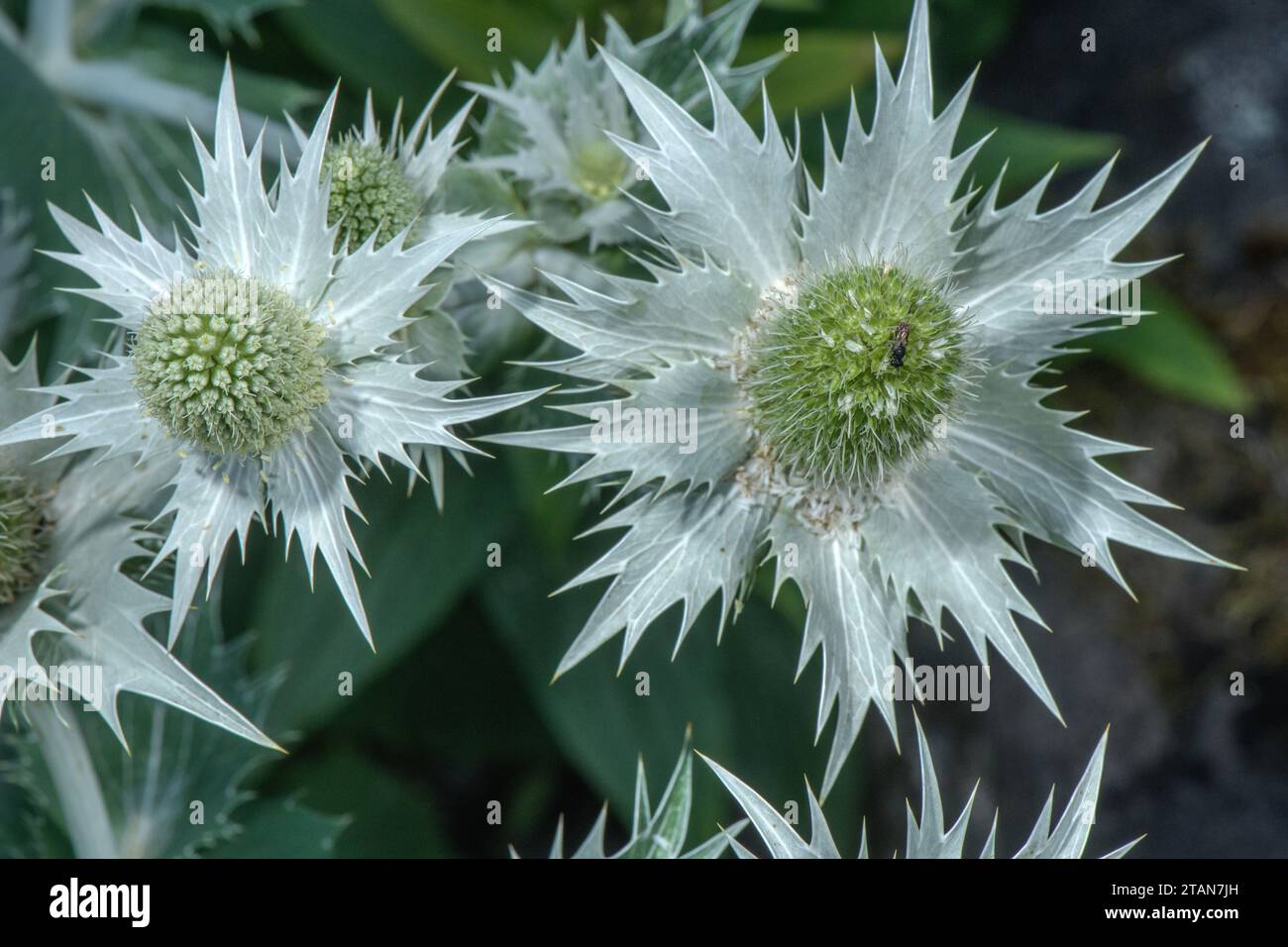Silver Sea-Holly, Eryngium spinalba in flower in the south-western Alps. Stock Photo