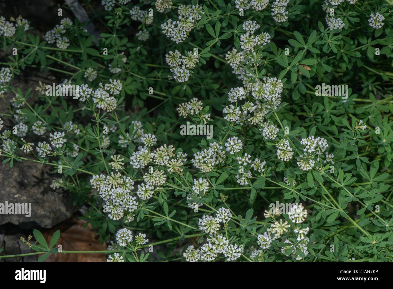 Dorycnium germanicum, (Lotus germanicus), in flower. Stock Photo