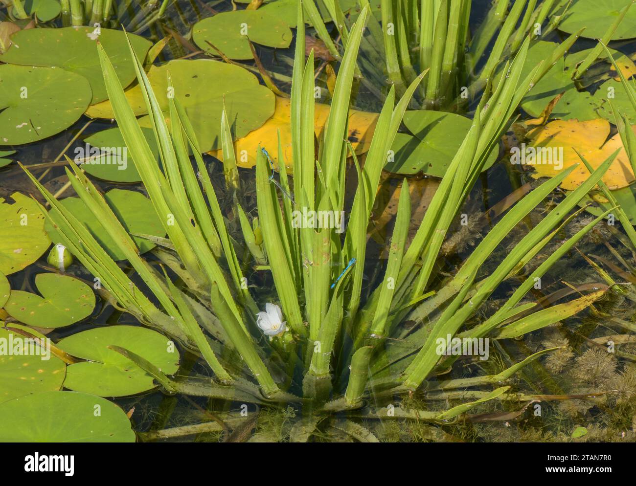 Water Soldier, Stratiotes aloides, in flower in shallow pond. Stock Photo