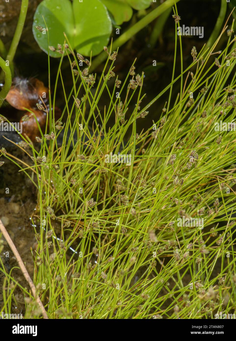 Bristle club-rush, Isolepis setacea, in flower on pond margin. Stock Photo