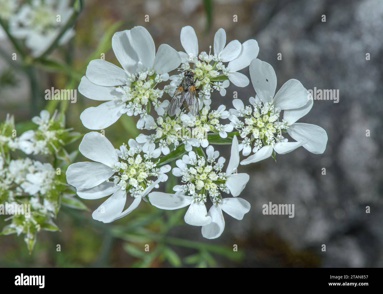 White laceflower, Orlaya grandiflora, in flower; from mediterranean Europe. Stock Photo