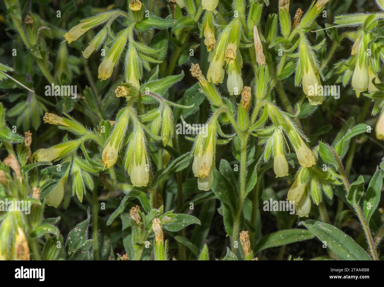 A Golden Drop, Onosma helvetica in flower. Stock Photo