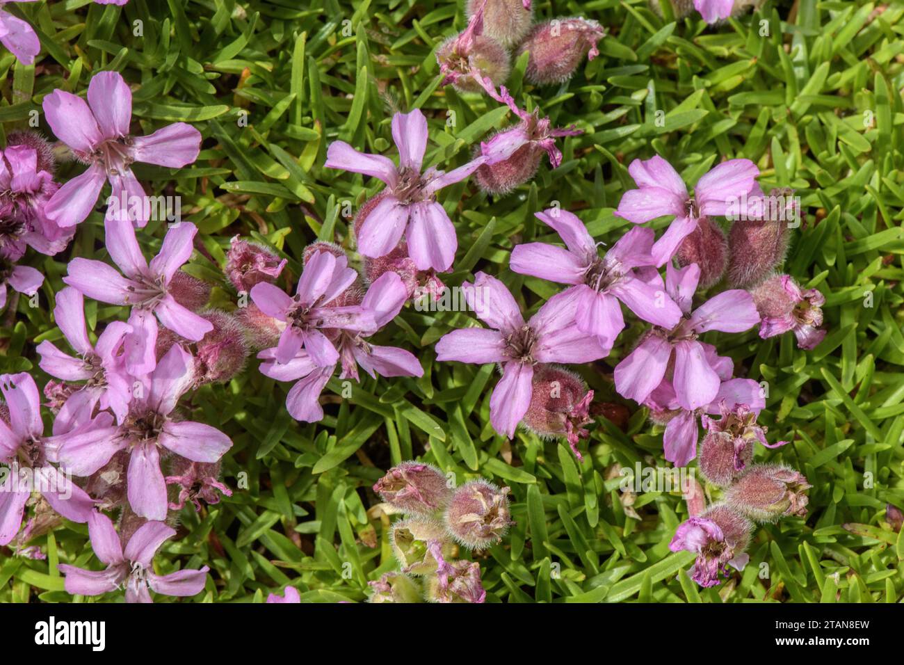 Hybrid Soapwort Hi-res Stock Photography And Images - Alamy