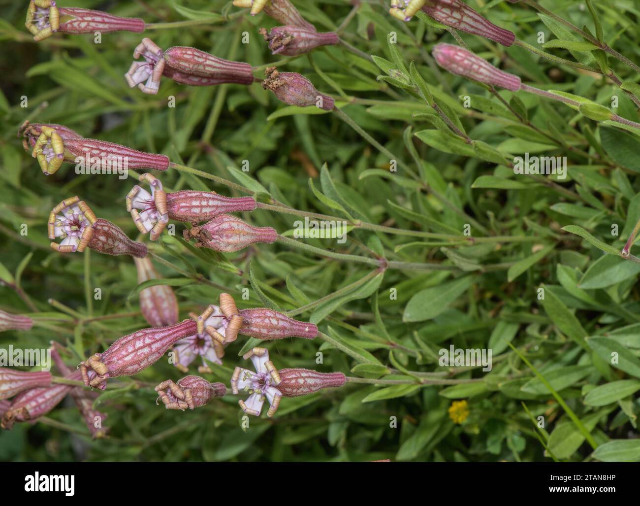 Valais catchfly, Silene vallesia in flower, Swiss Alps. Stock Photo
